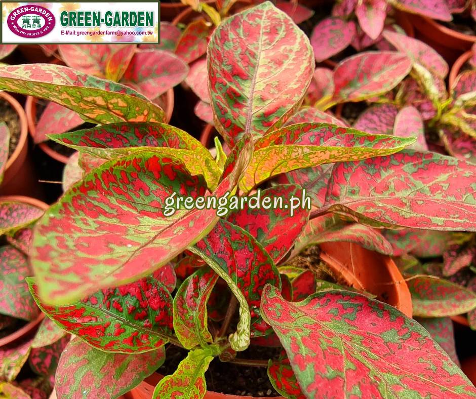 Hypoestes Ornamental Plant