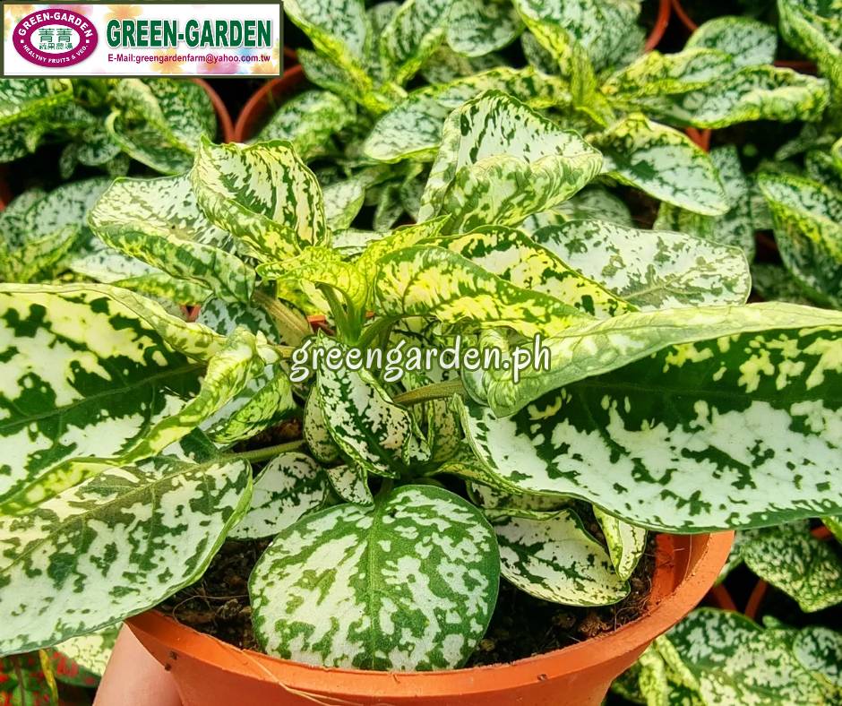 Hypoestes Ornamental Plant