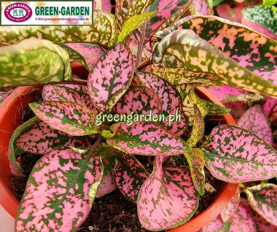 Hypoestes Ornamental Plant