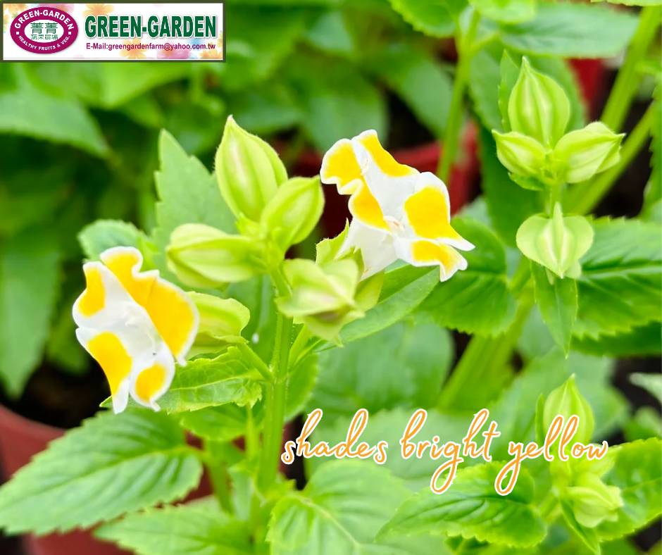 Taiwan Variety Torenia Flower in " Pot and 4" Pot