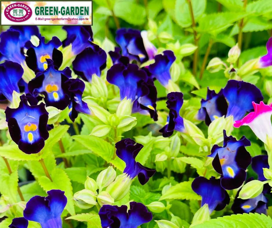 Taiwan Variety Torenia Flower in 2" POt