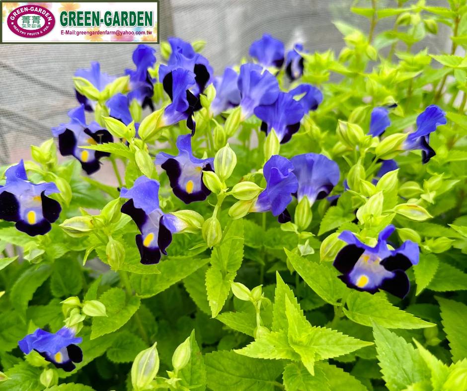 Taiwan Variety Torenia Flower in " Pot and 4" Pot