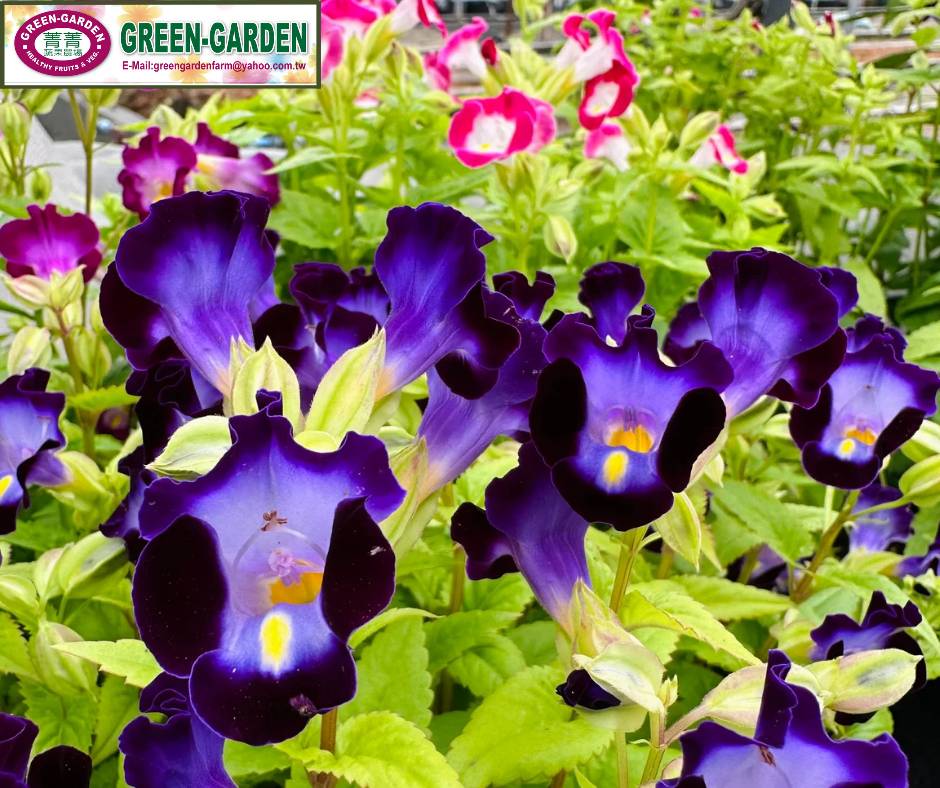Taiwan Variety Torenia Flower in " Pot and 4" Pot