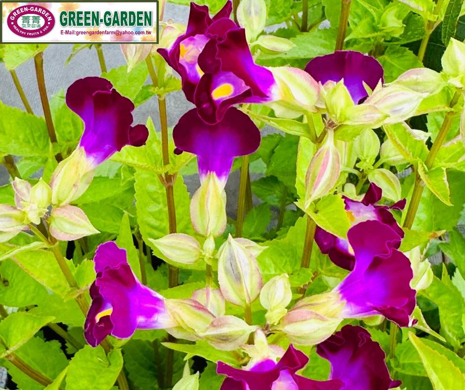 Taiwan Variety Torenia Flower in 2" POt