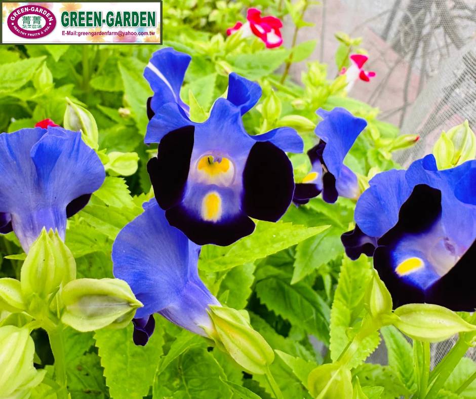 Taiwan Variety Torenia Flower in " Pot and 4" Pot