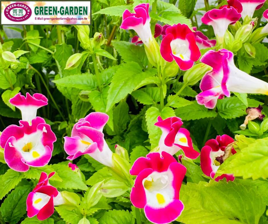 Taiwan Variety Torenia Flower in 2" POt