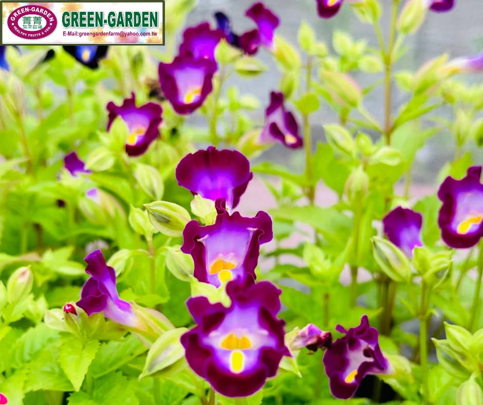 Taiwan Variety Torenia Flower in " Pot and 4" Pot
