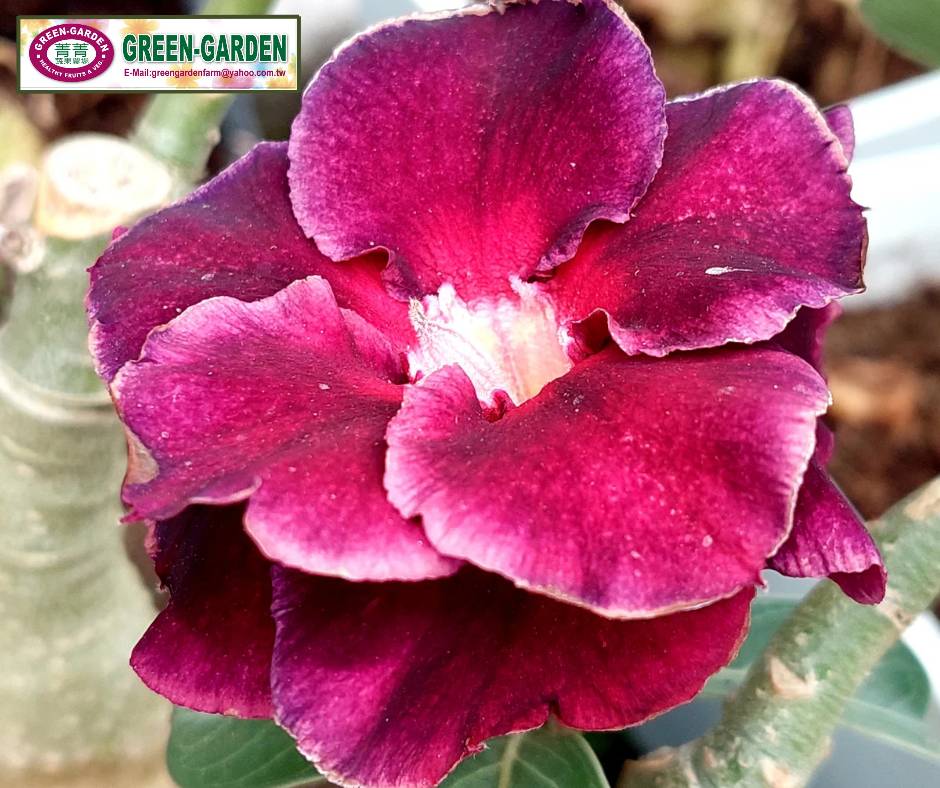 Desert Rose Flower Seedling