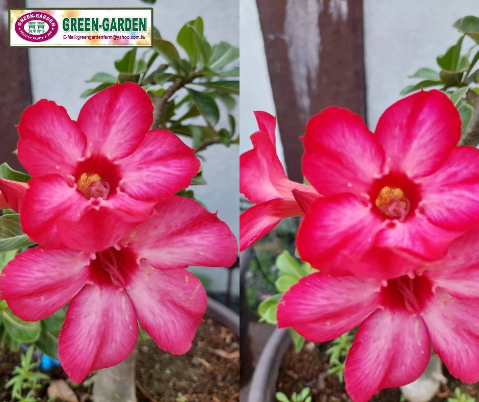 Desert Rose Flower Seedling
