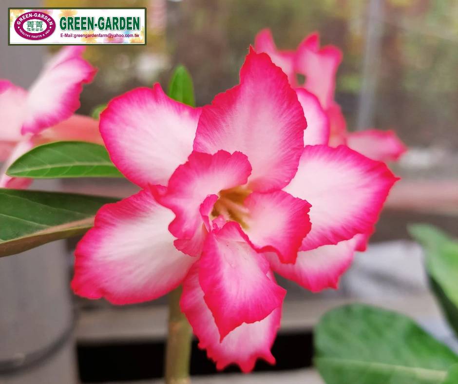Desert Rose Flower Seedling
