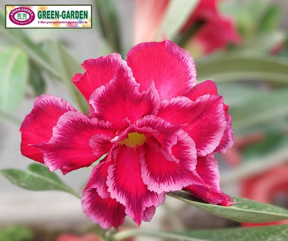 Desert Rose Flower Seedling