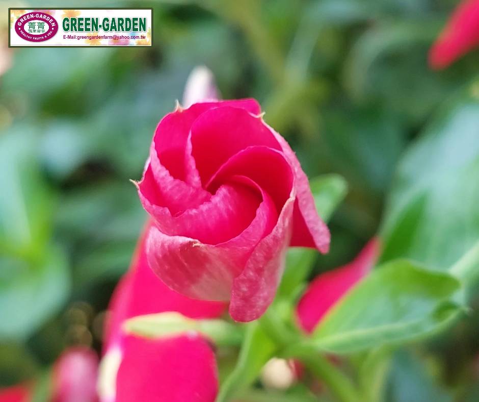 Vinca Flower Seedling