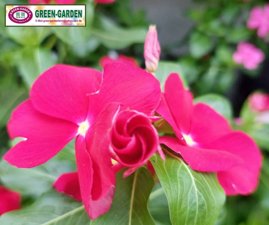 Vinca Flower Seedling