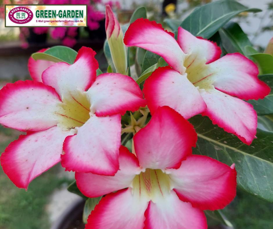 Desert Rose Flower Seedling