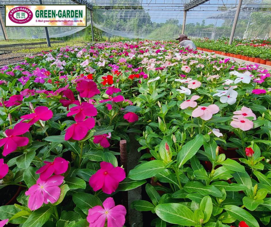 Vinca Flower Seedling