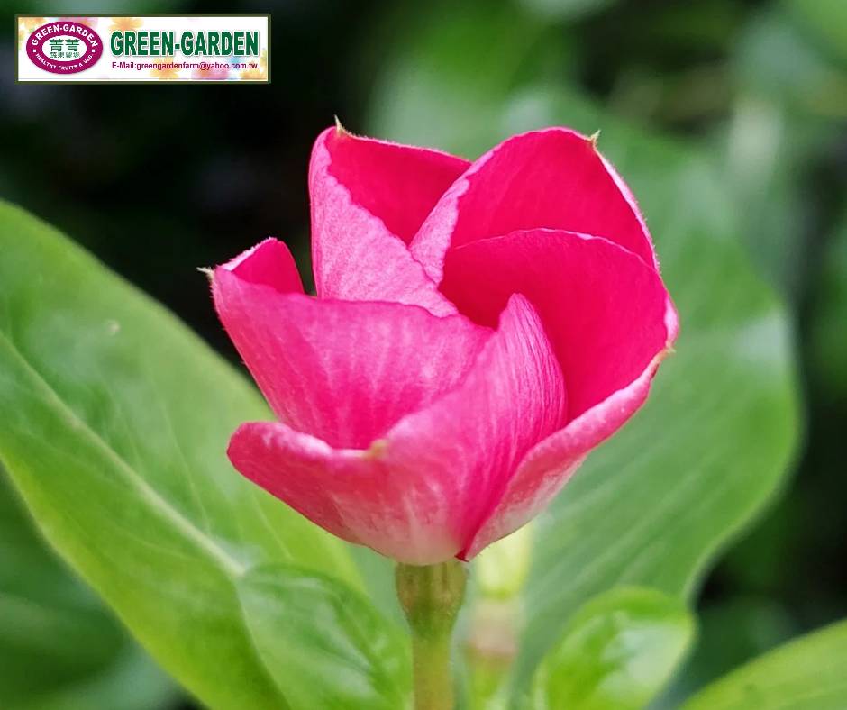 Vinca Flower Seedling