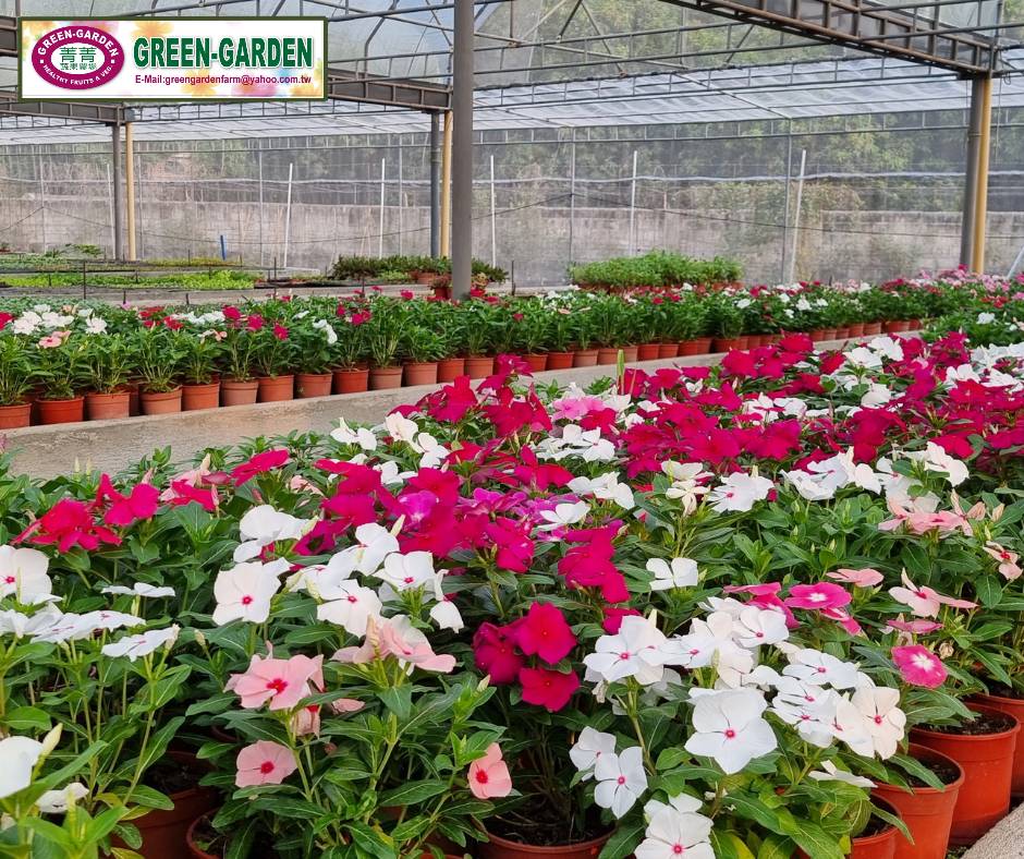 Vinca Flower Seedling