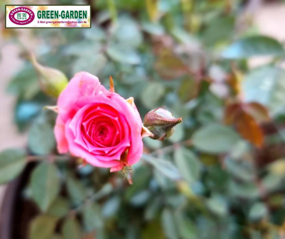 Mini Rose Flower Seedling