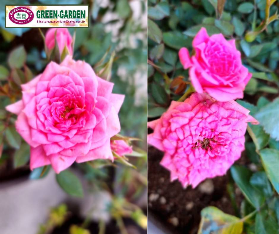 Mini Rose Flower Seedling