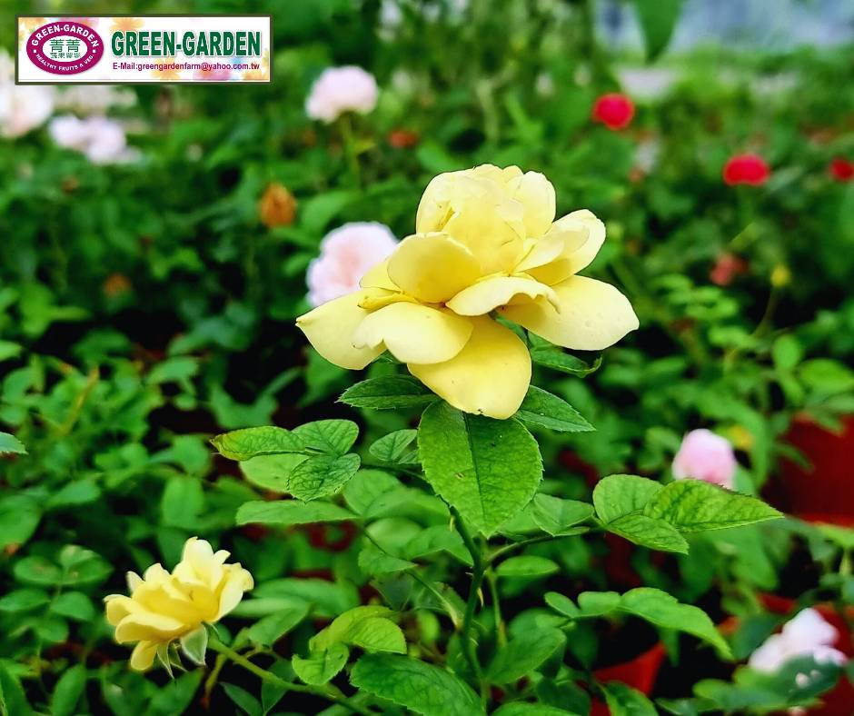 Mini Rose Flower Seedling