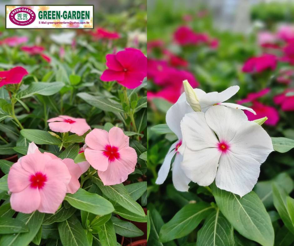 Vinca Flower Seedling