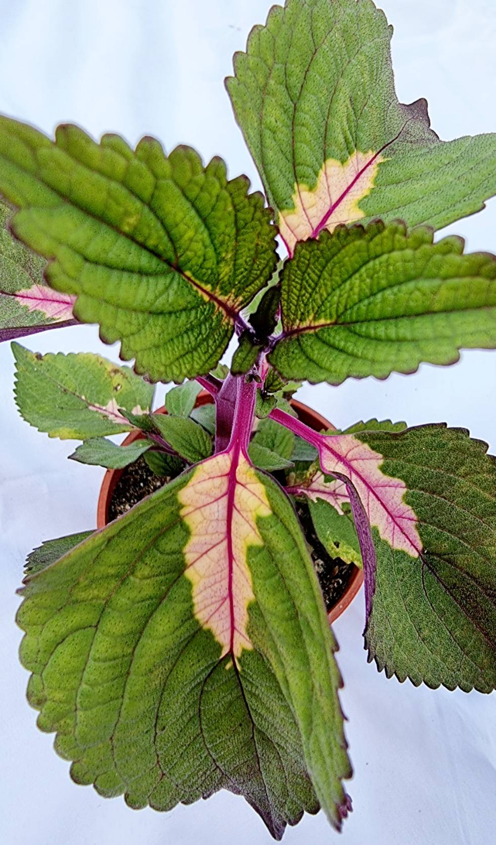 Coleus Ornamental Plant