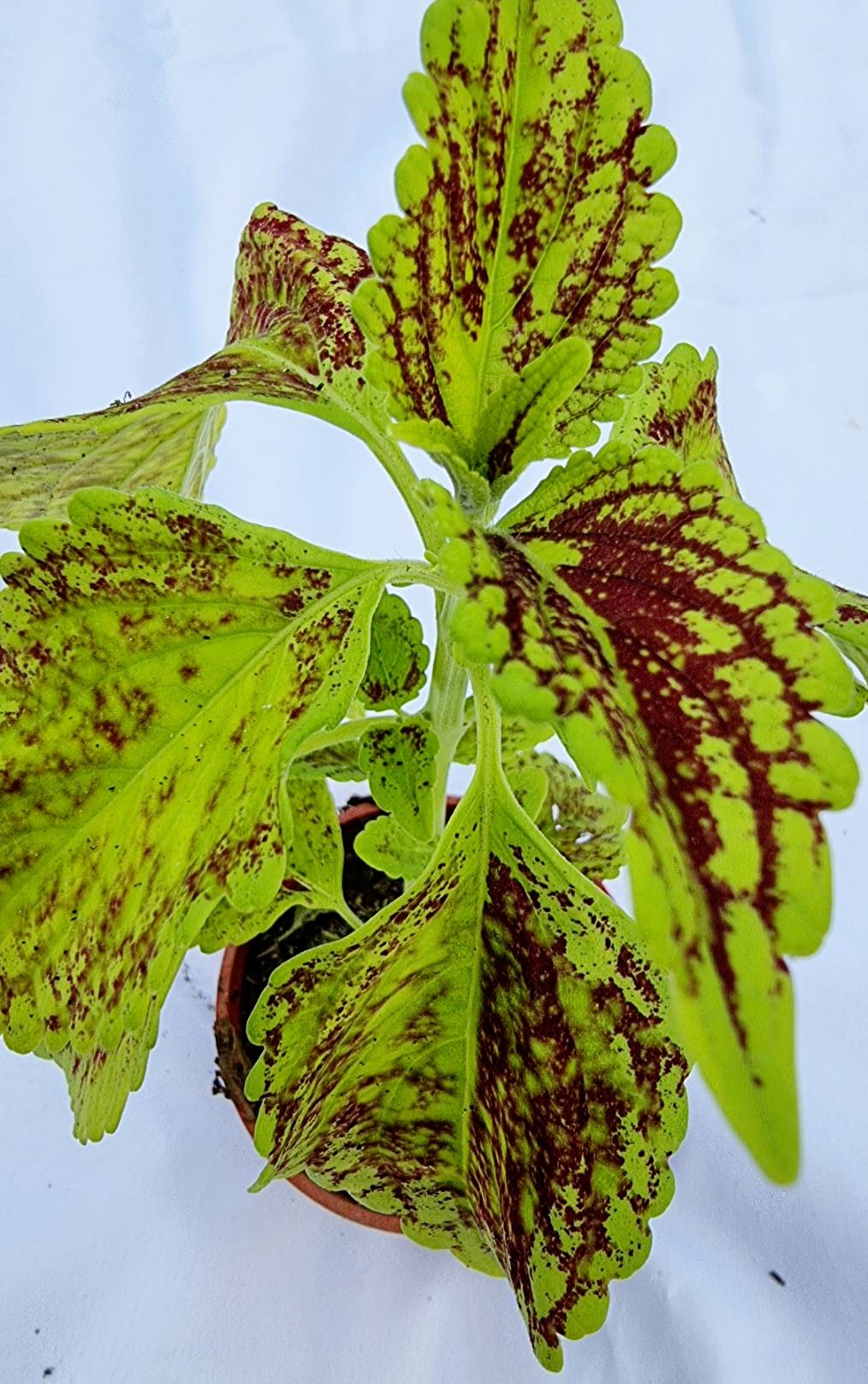 Coleus Ornamental Plant