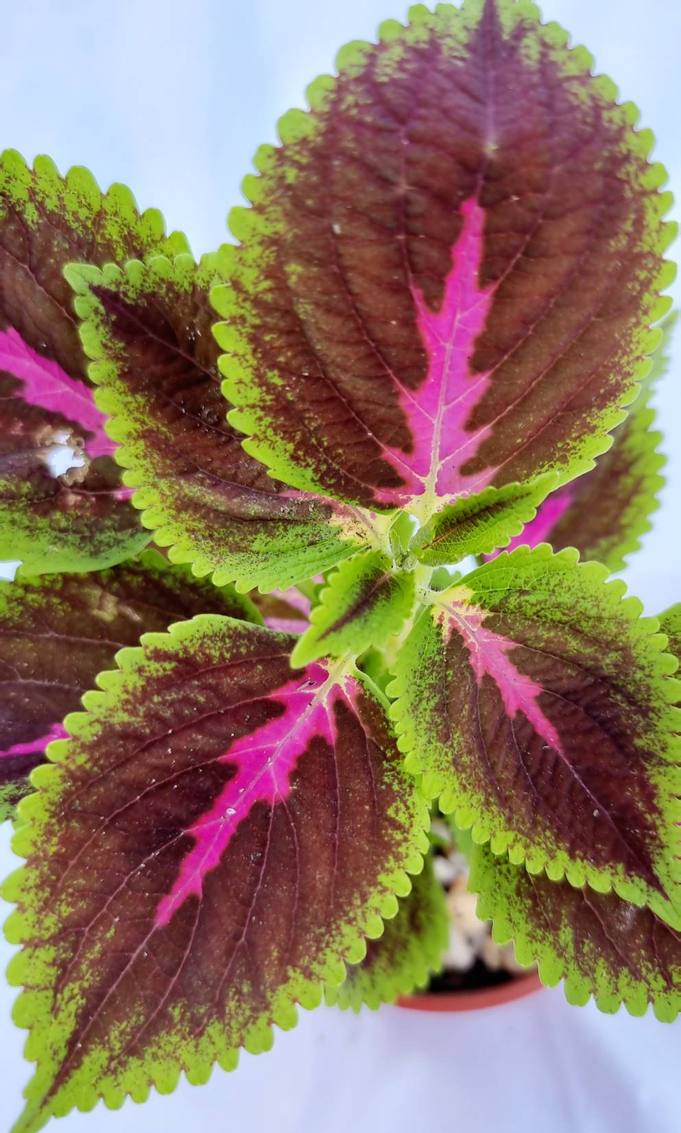 Coleus Ornamental Plant
