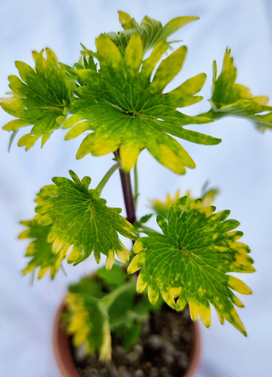 Coleus Ornamental Plant