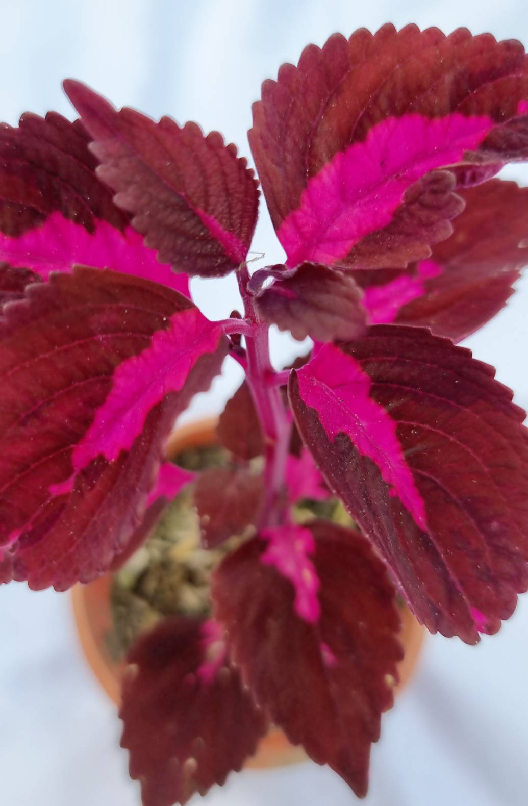 Coleus Ornamental Plant