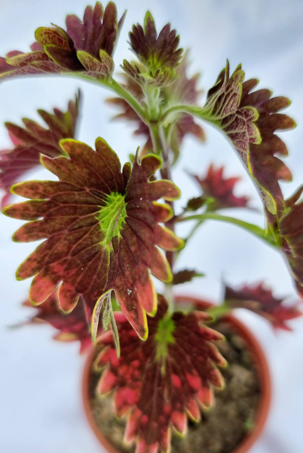 Coleus Ornamental Plant
