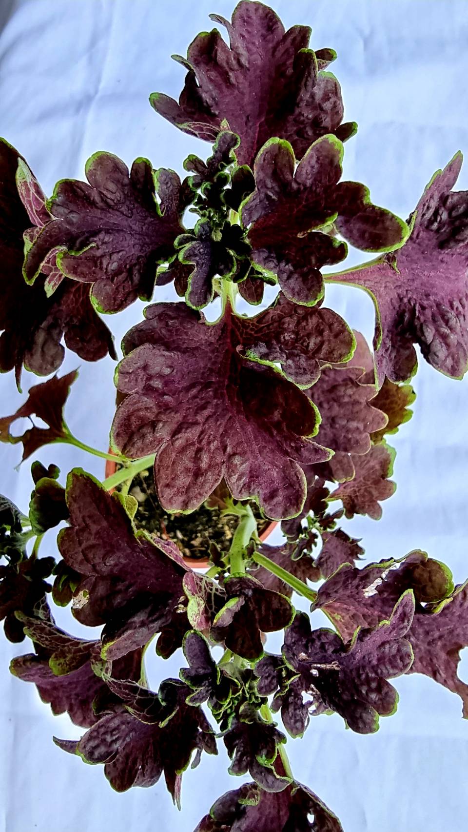 Coleus Ornamental Plant