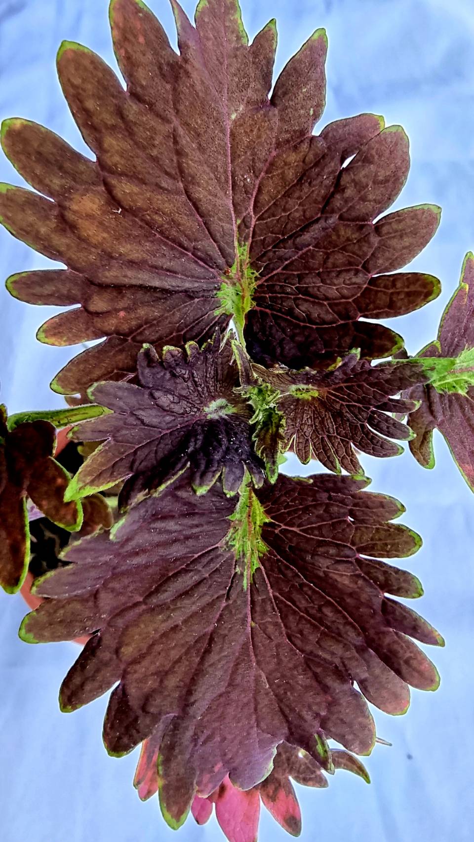 Coleus Ornamental Plant