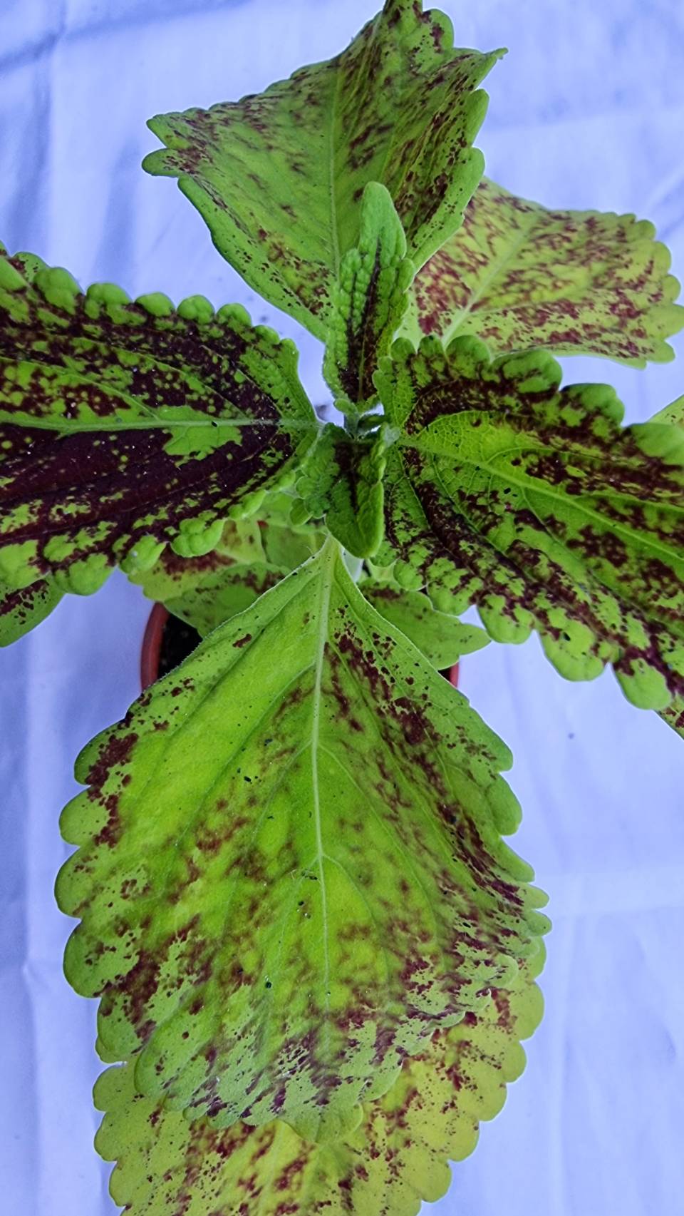 Coleus Ornamental Plant