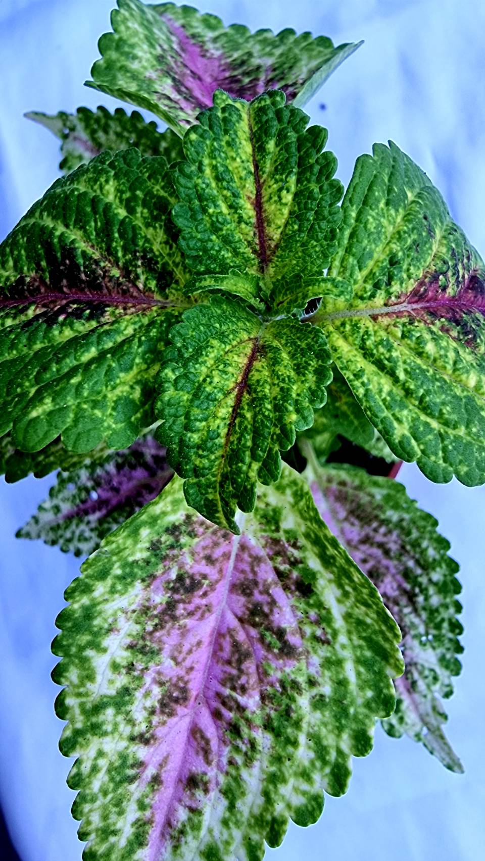 Coleus Ornamental Plant