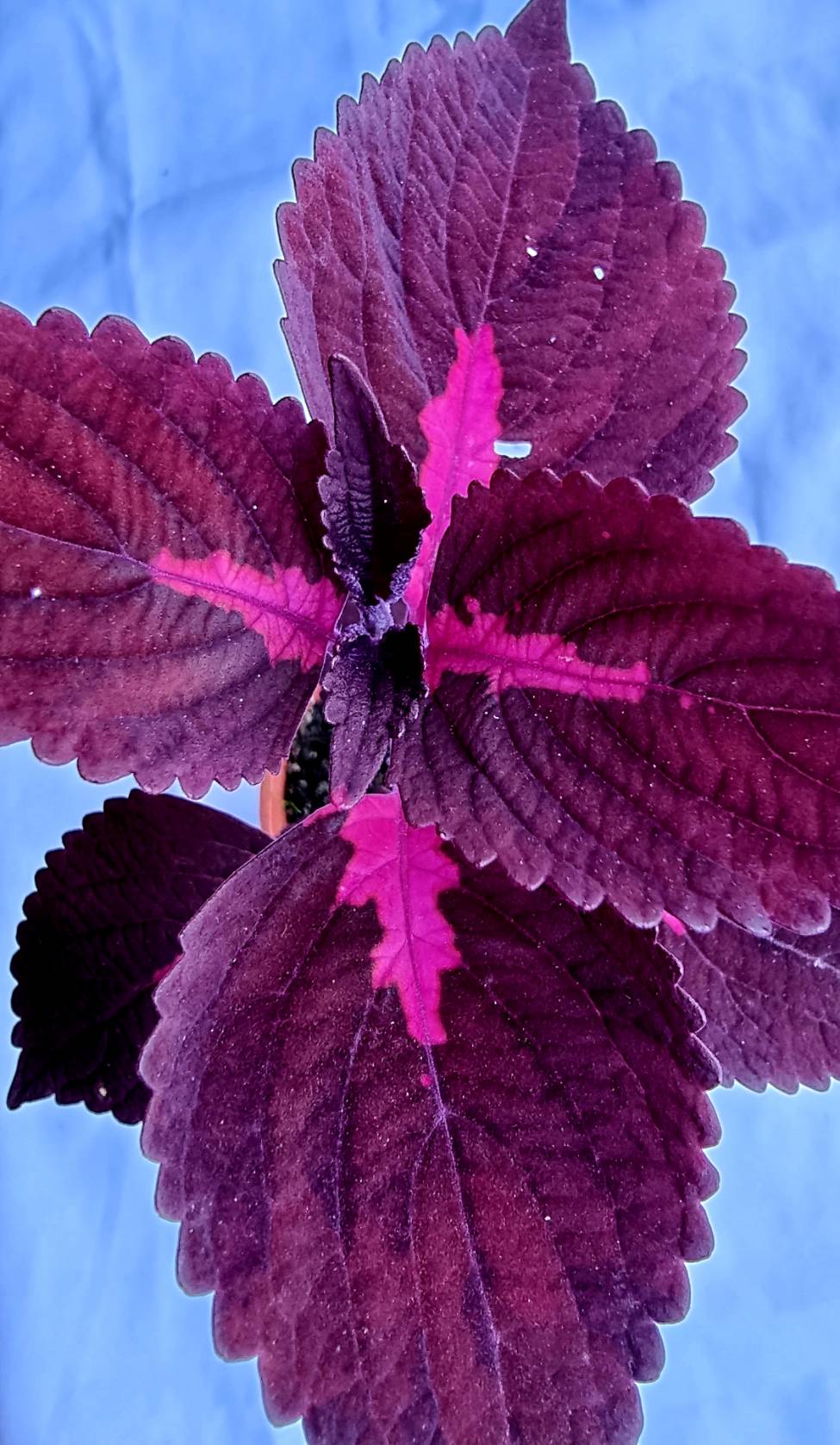 Coleus Ornamental Plant