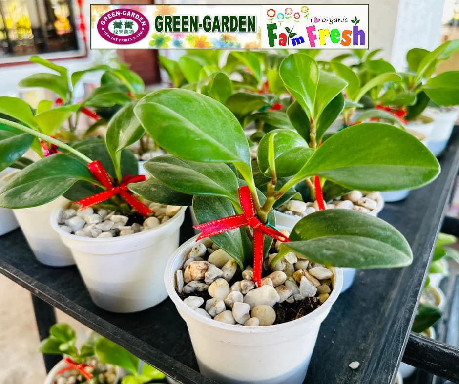 Peperomia Plants 3" Cup