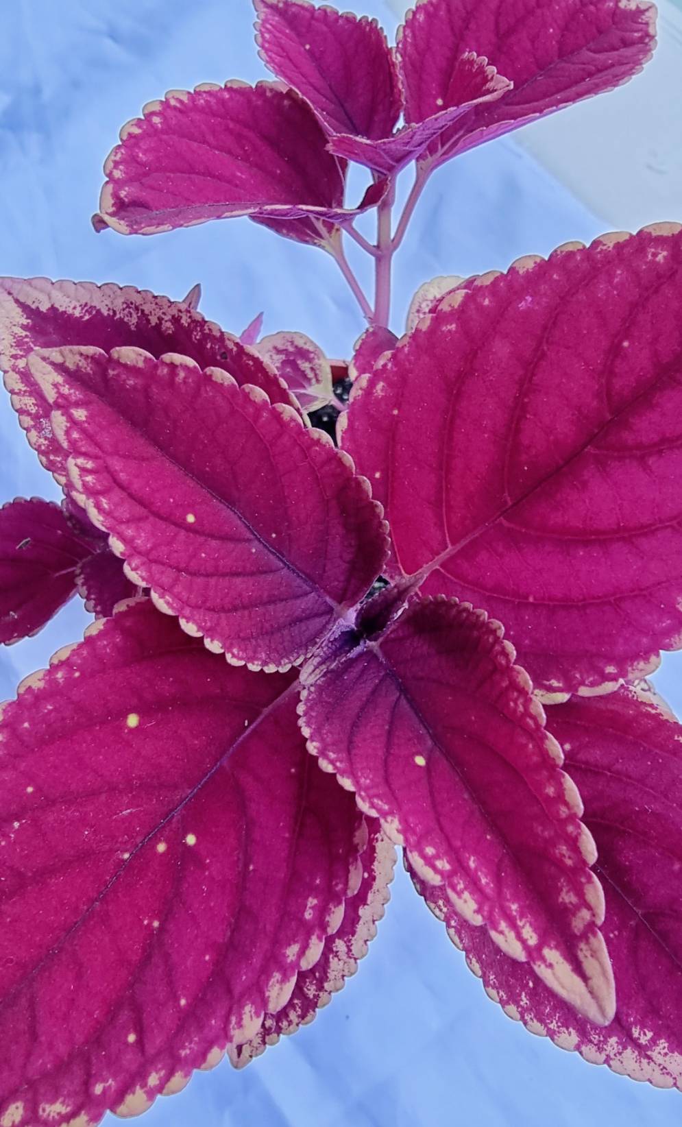 Coleus Ornamental Plant