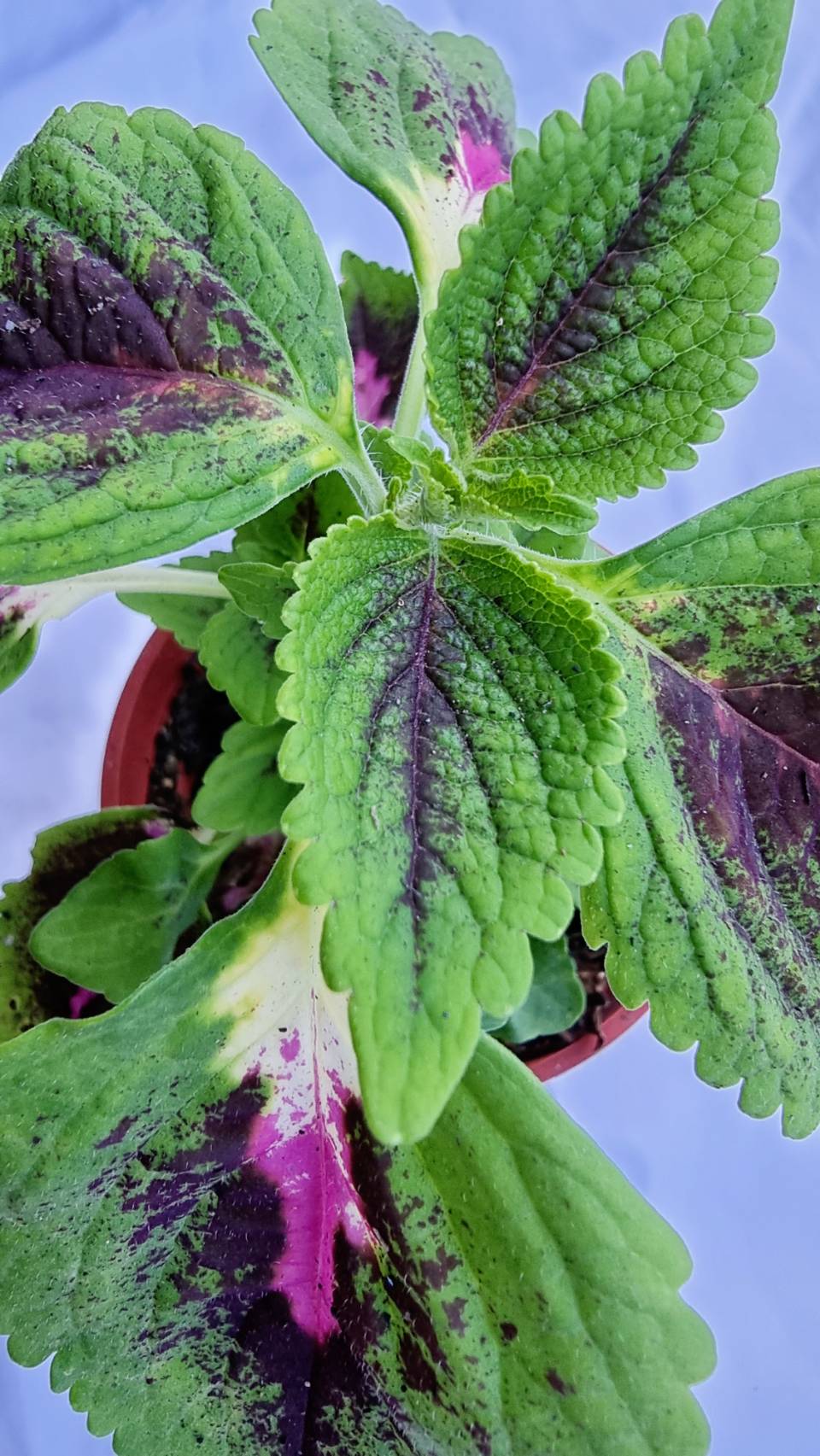 Coleus Ornamental Plant
