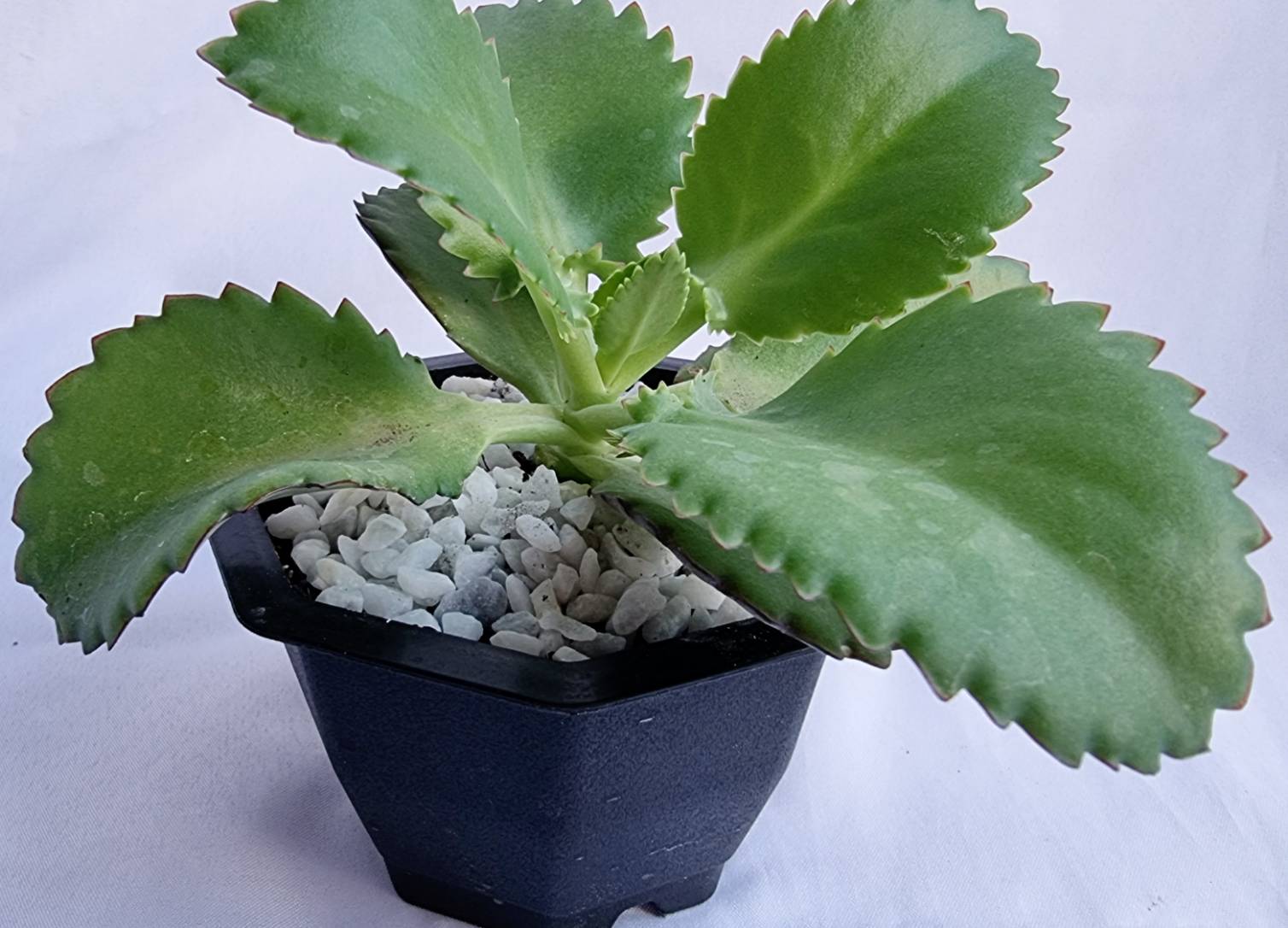 Mother of Thousand Ornamental Plant