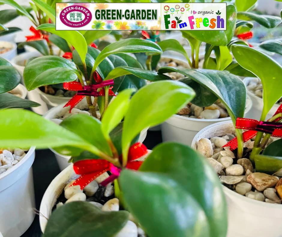 Peperomia Plants 3" Cup