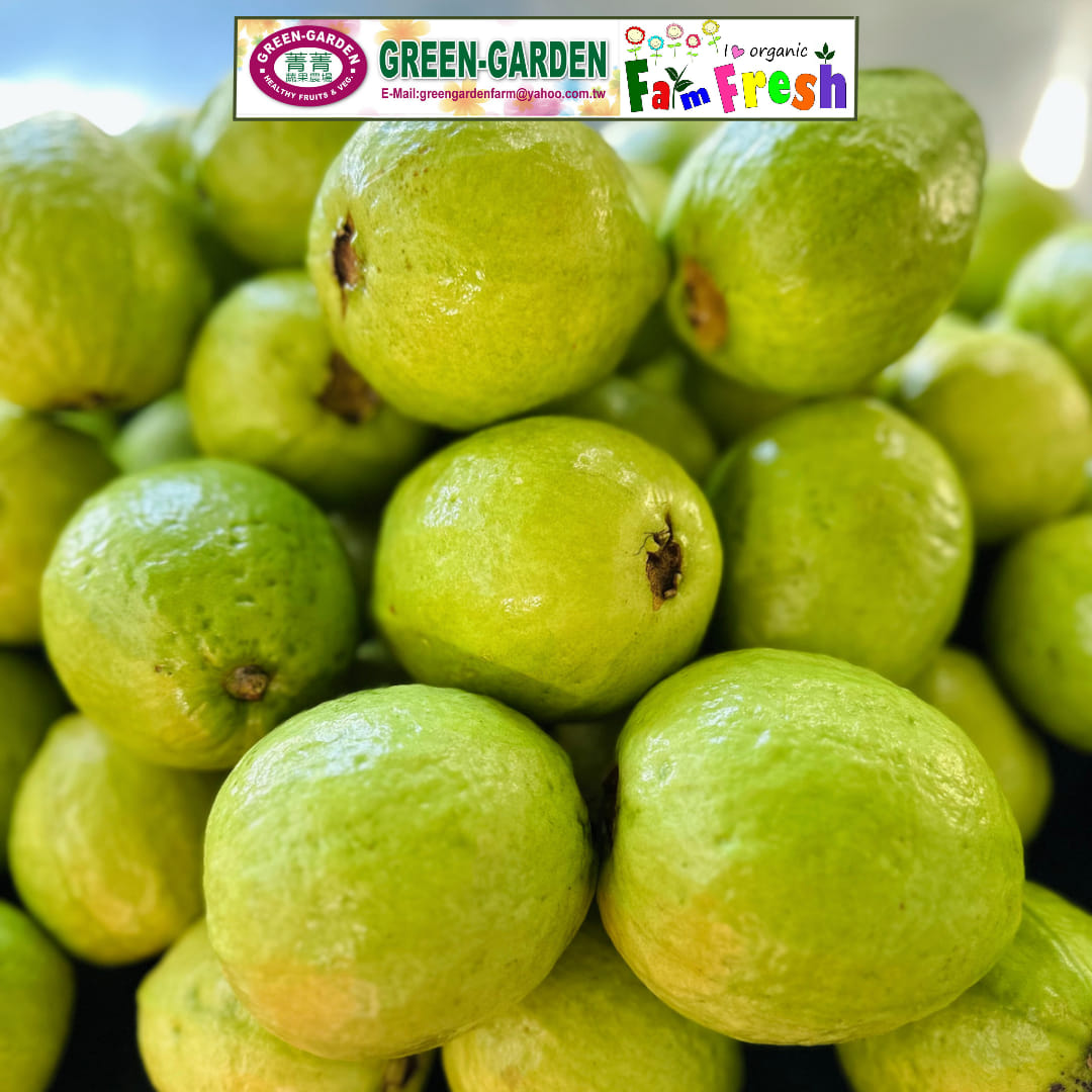 Fresh Taiwan Guava (1kg) "SBMA ONLY"