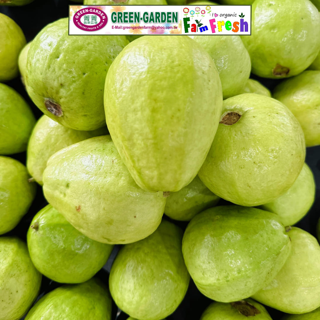 Fresh Taiwan Guava (1kg) "SBMA ONLY"