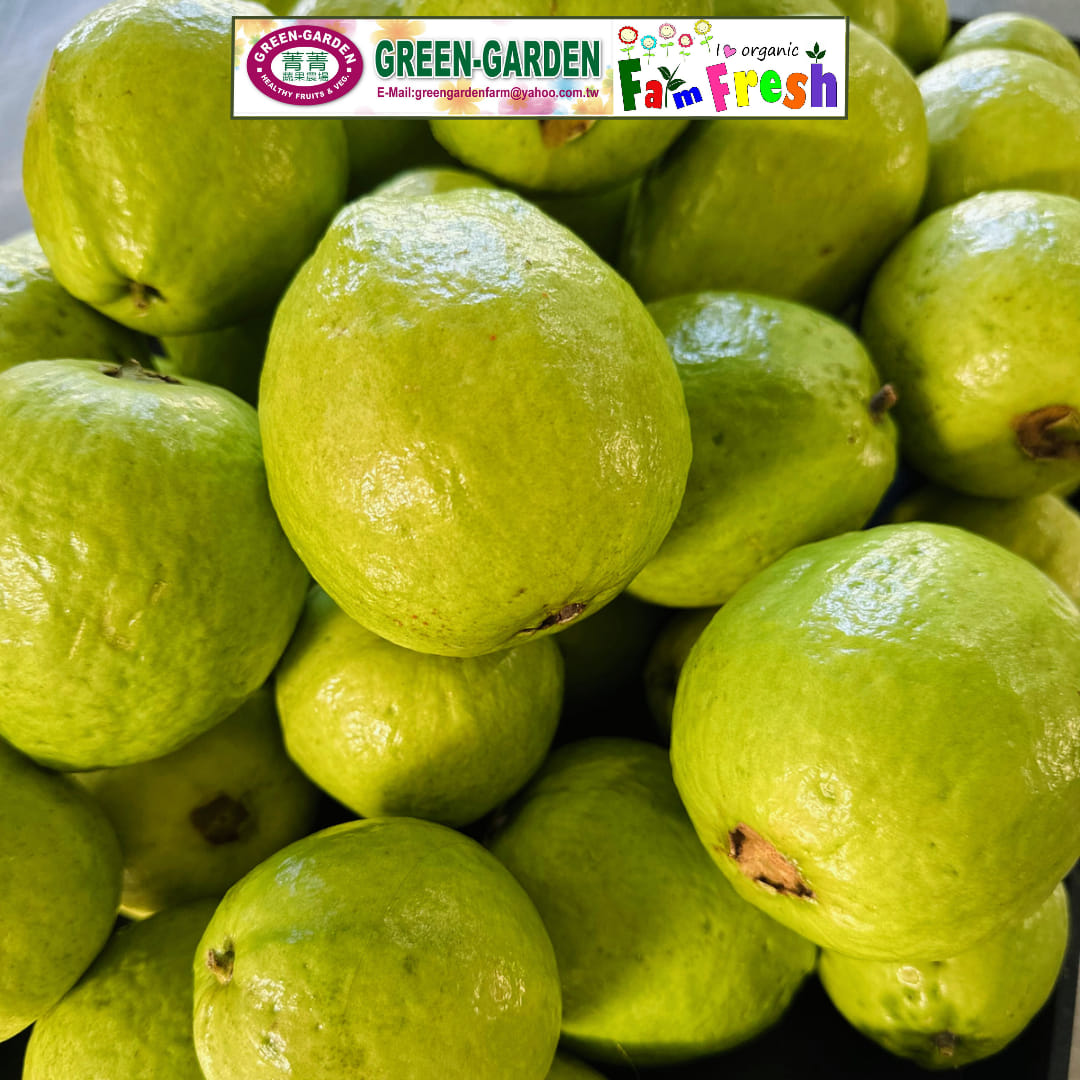 Fresh Taiwan Guava (1kg) "SBMA ONLY"
