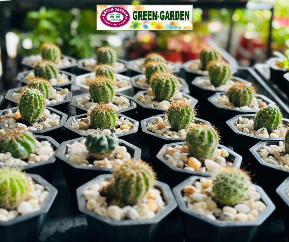 Cactus Plants ing 2" Cup