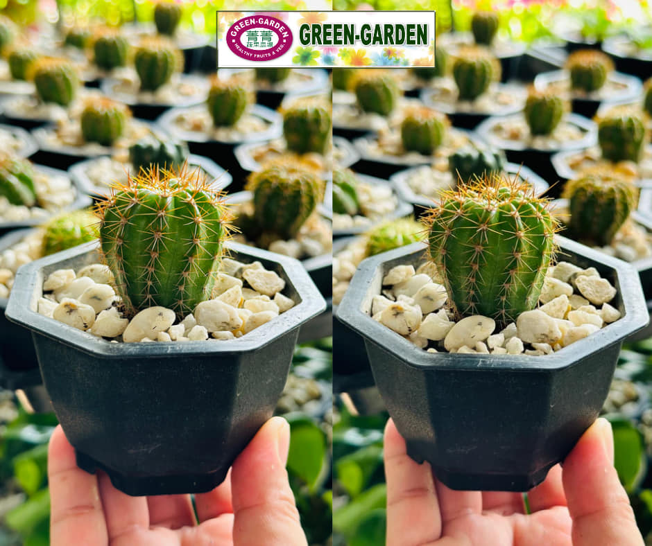 Cactus Plants ing 2" Cup