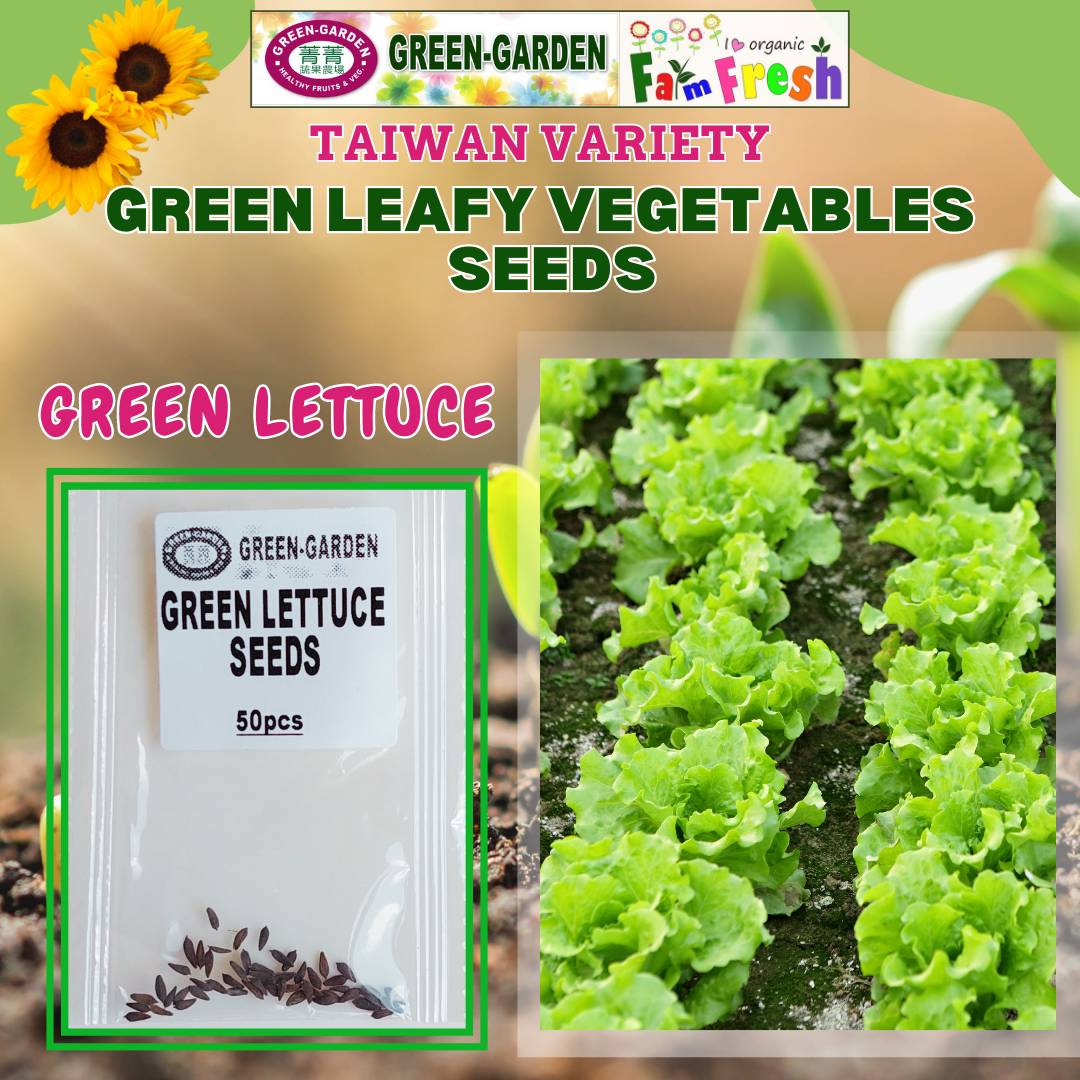 Green Lettuce (Taiwan Variety - 50pcs/pack)