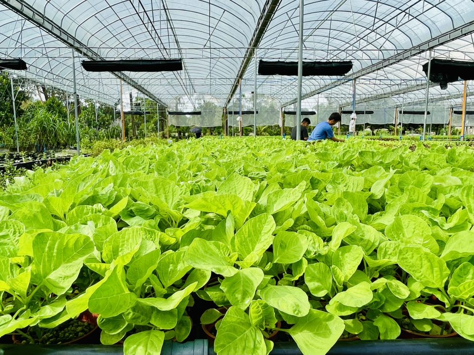 Fresh Vegetable Taiwan Spinach (200grams) "SBMA ONLY"