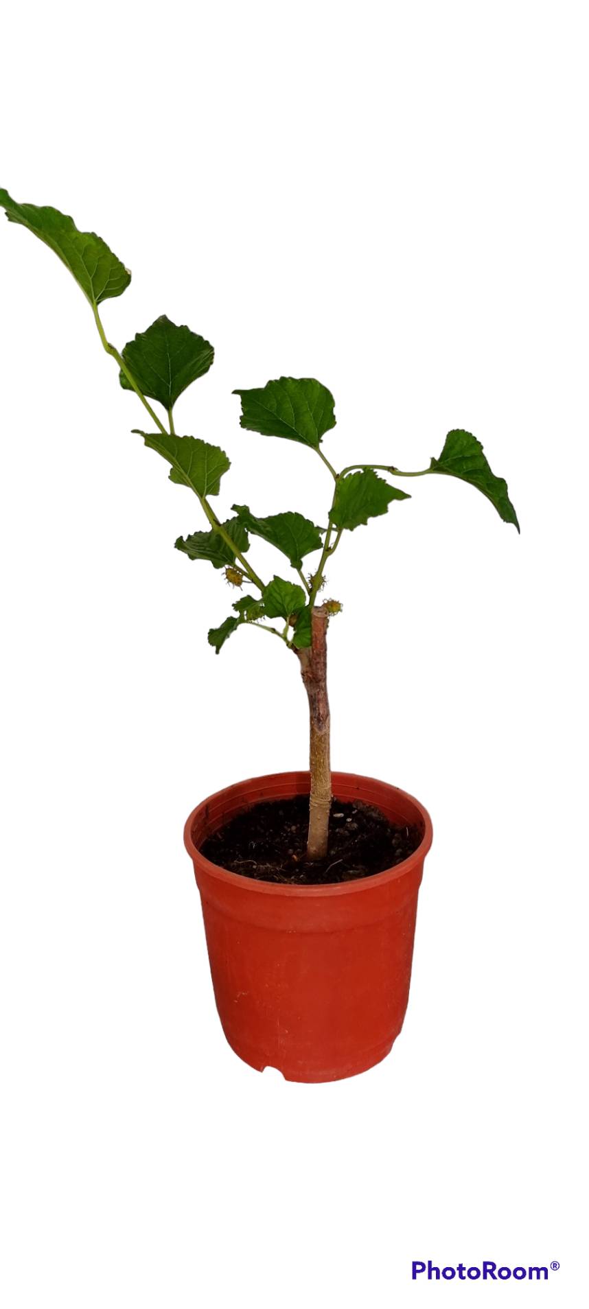 Live Rooted Mulberry Tree