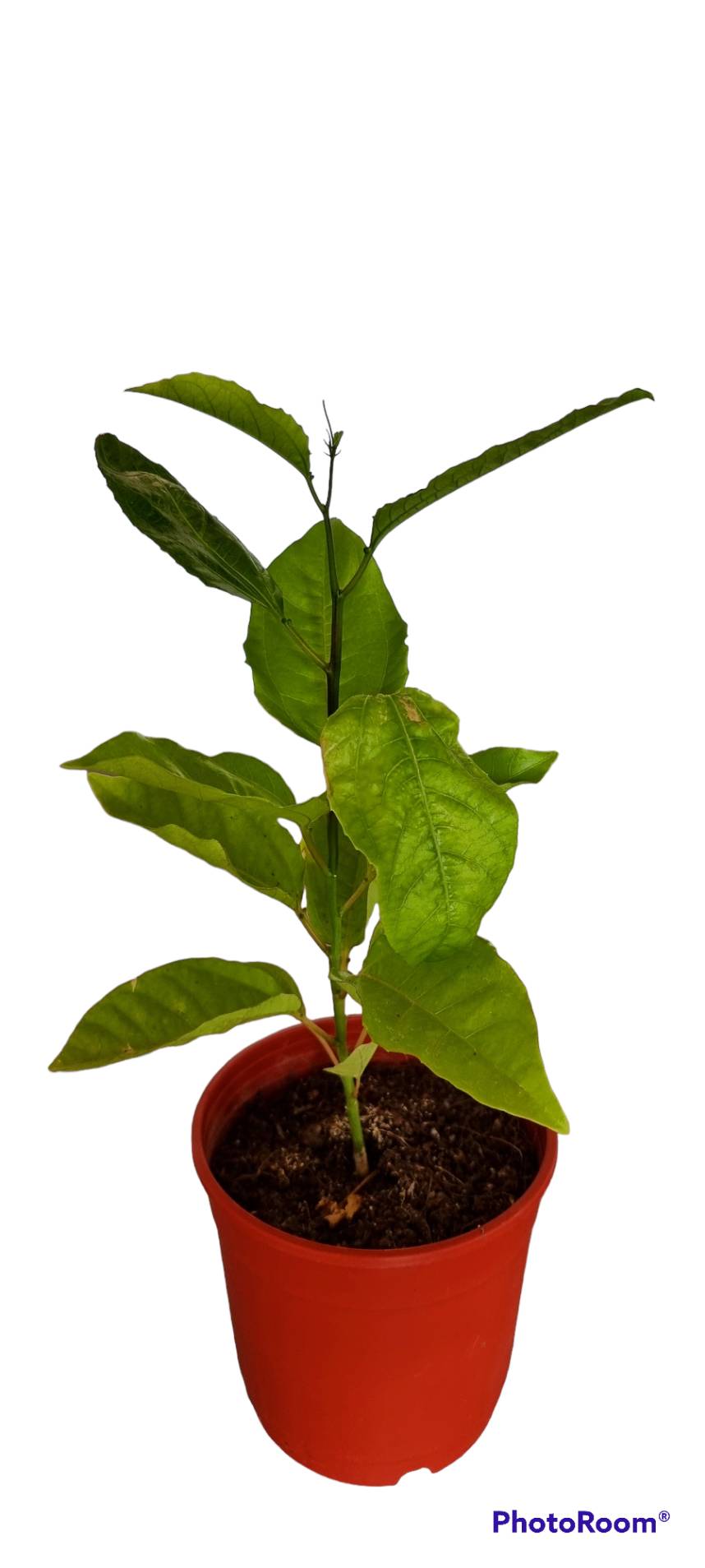 Live Rooted Passion Fruit